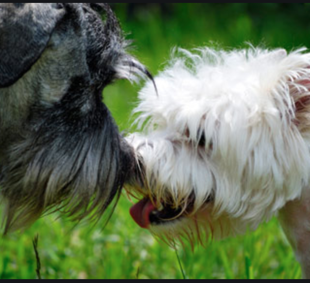 Why do dogs lick other dogs' eyes or mouths? - 3 Spoilt Dogs