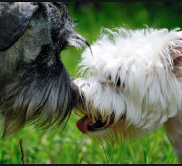 Why does my puppy lick my other dogs eyes