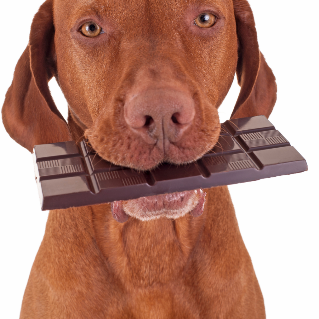 why-is-human-chocolate-is-so-bad-for-your-pooch-3-spoilt-dogs