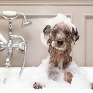 Bath & Blowdry