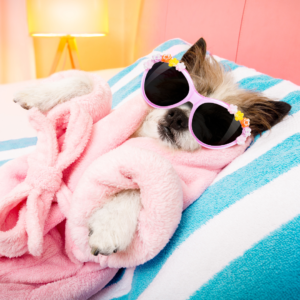 Pampered Pooch