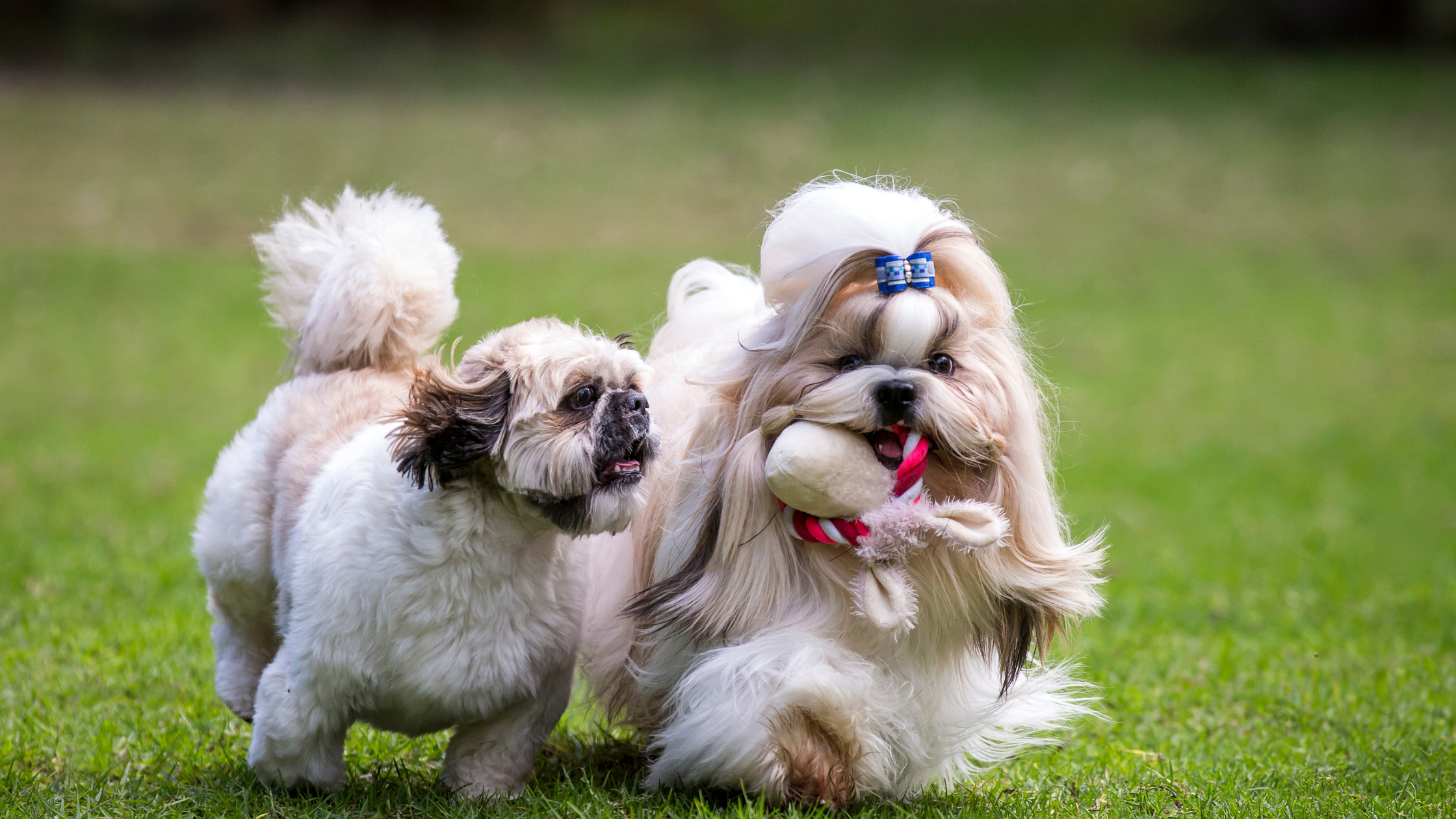 socializing your small dog