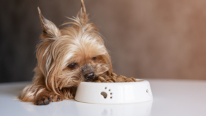 Tips to Help Your Fussy Small Dog Enjoy Mealtime