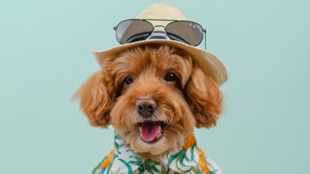 Sun Safety for Dogs