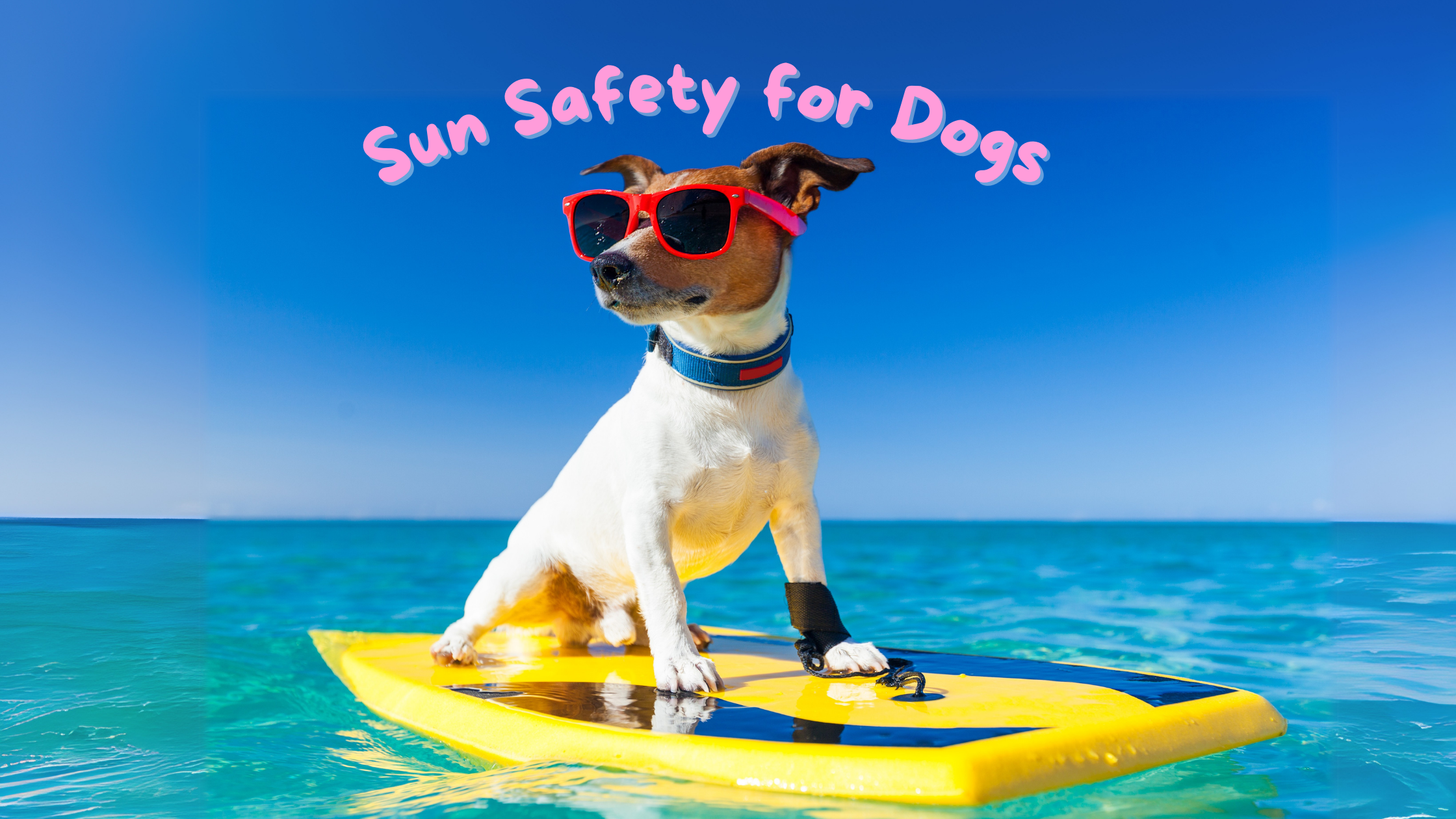 Sun Safety for Dogs