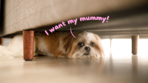 What to Do If Your Dog Is Nervous About Being Left with a Sitter