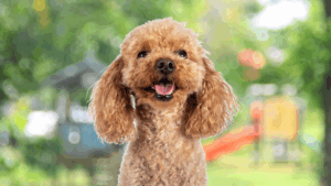 Fun Brain Games for Oodles and Small Dogs!