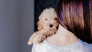 Planning for Your Dog’s Future: Including Your Pet in Your Will