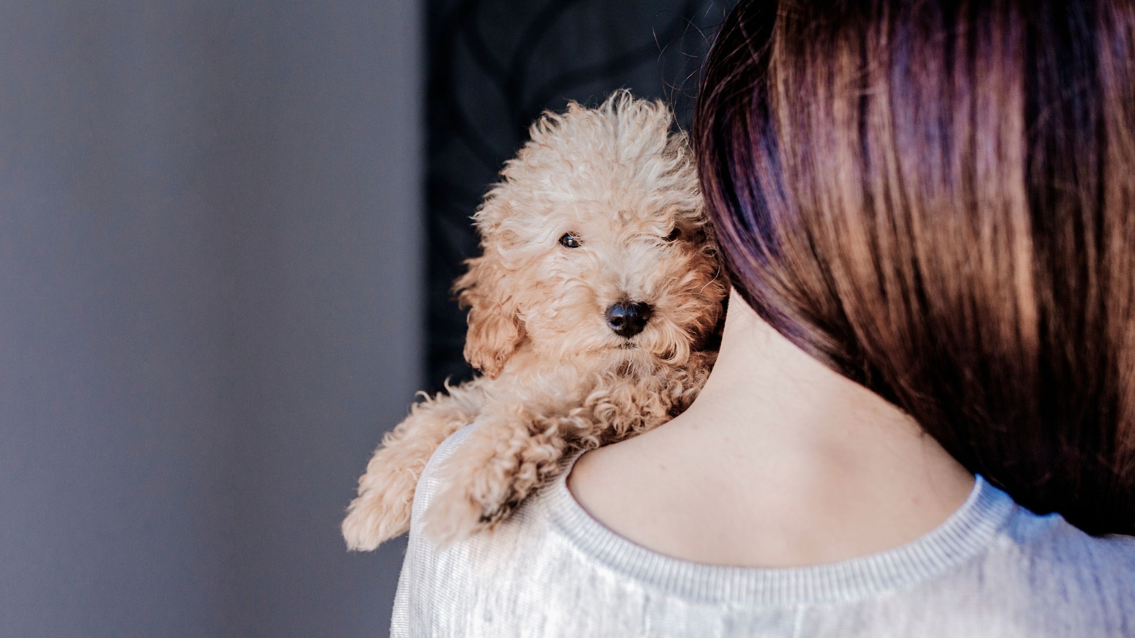 Dogs in your Will