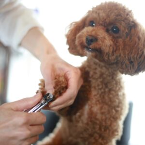 Paws & Polish