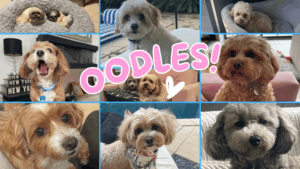 Why Oodles Are Different From Other Small Breeds: What Makes Them So Special?