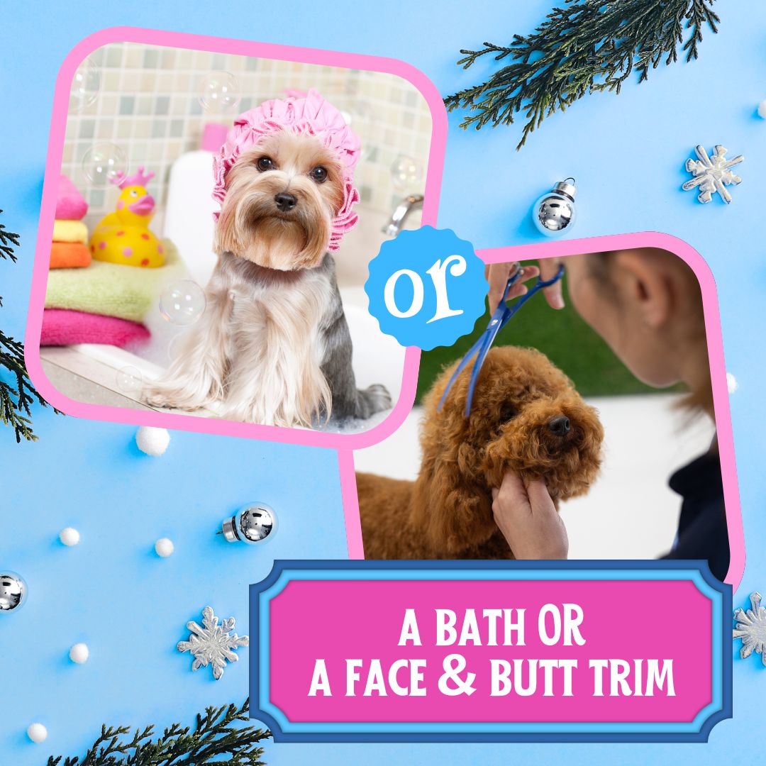 Santa Paws Pawcation Pack - Image 5