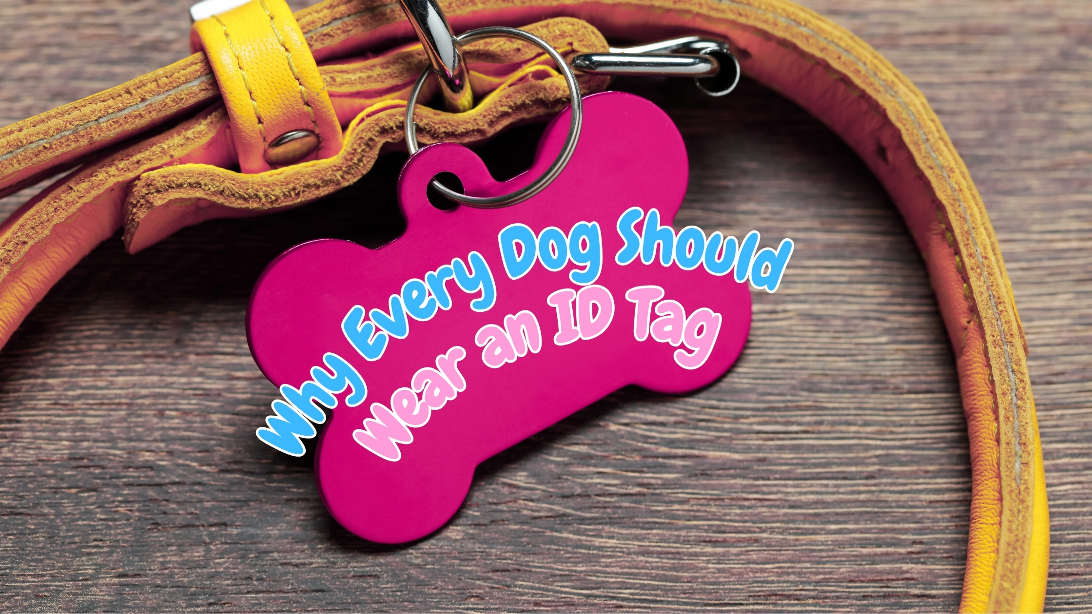 Importance of a Dog ID Tag