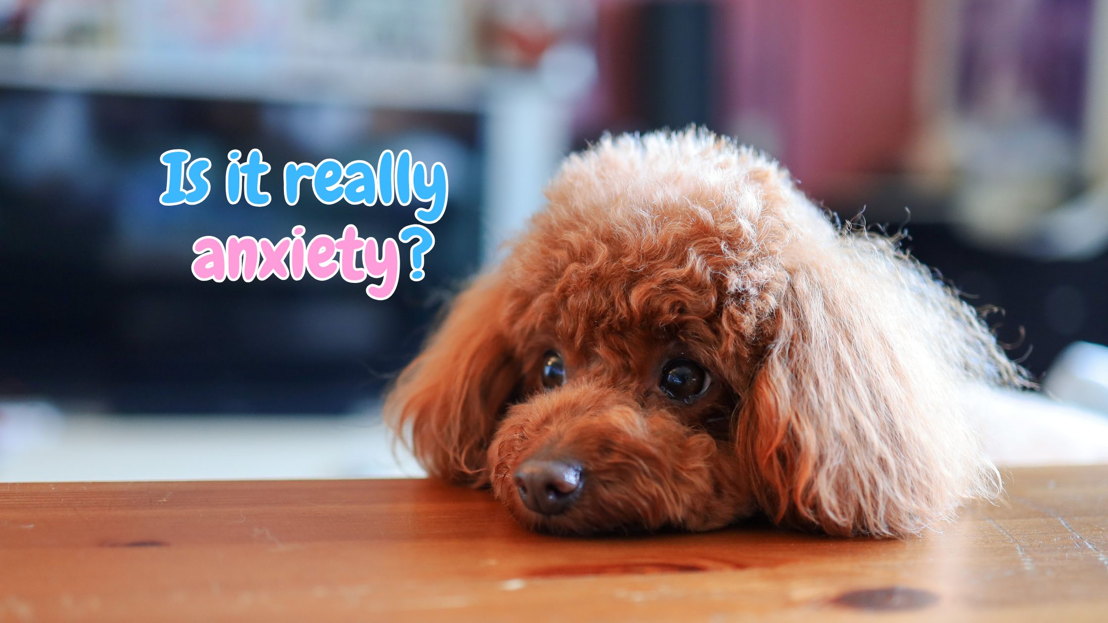 anxiety in dogs