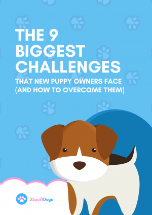 The 9 biggest challenges that new puppy owners face